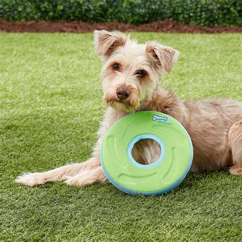 chuckit frisbee for dogs